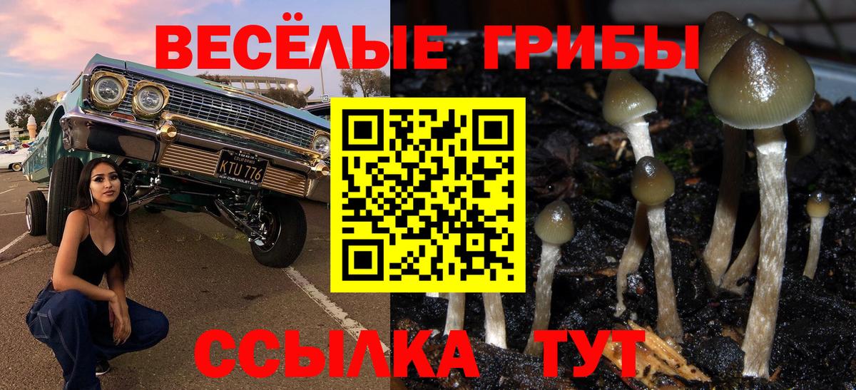 Псилоцибиновые грибы Psilocybe Апрелевка